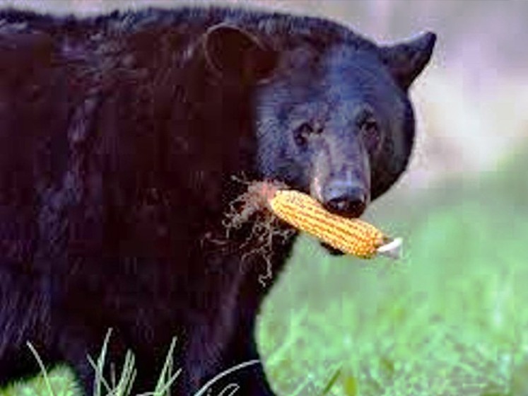 भालु भगाउन रातभर जाग्राम